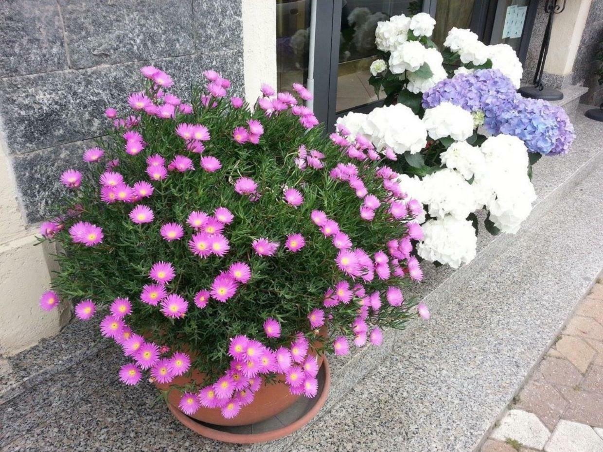 La Milanese Hotel Pietra Ligure
